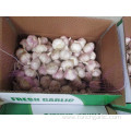 Normal Garlic Fresh Crop 2019